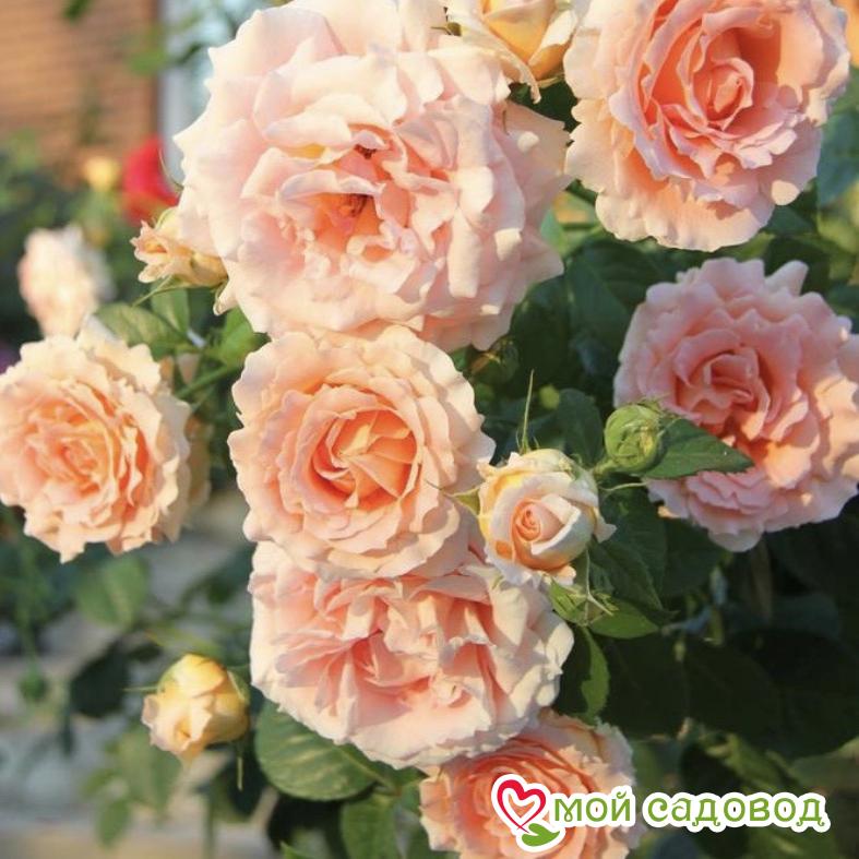 Роза Полька