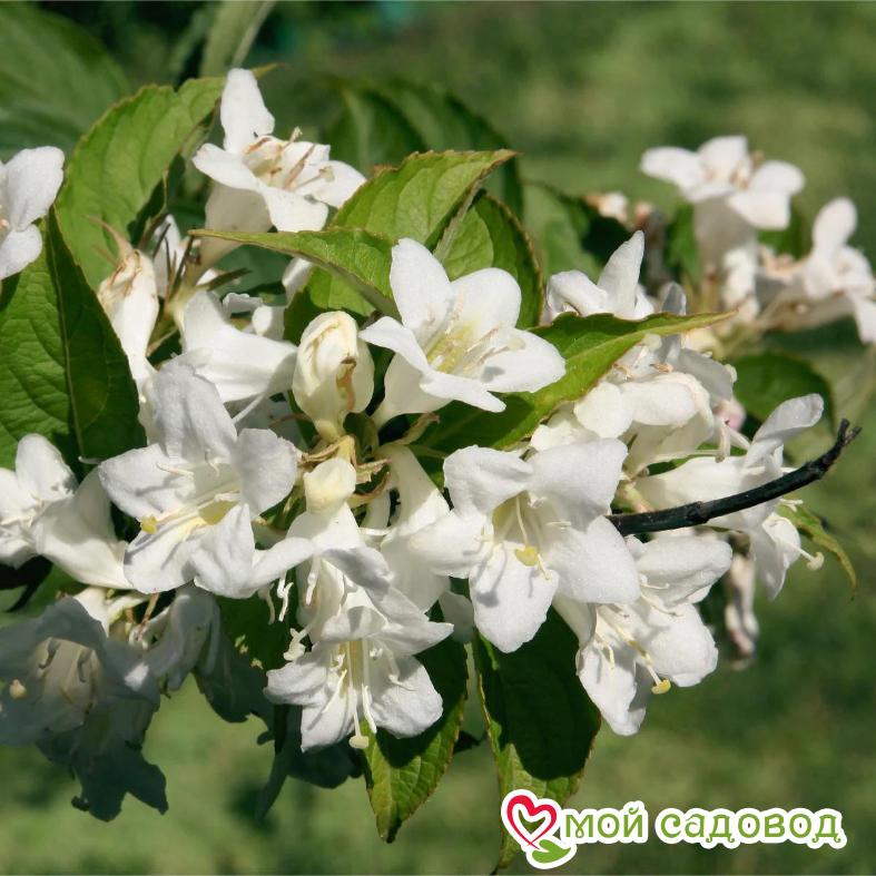 Вейгела цветущая "Бристол Сноуфлейк"