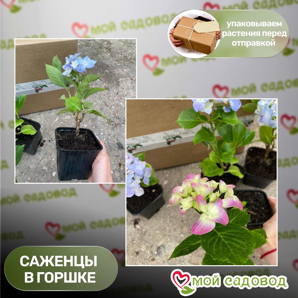 Гортензия крупнолистная Блауэр Цверг ЗКС