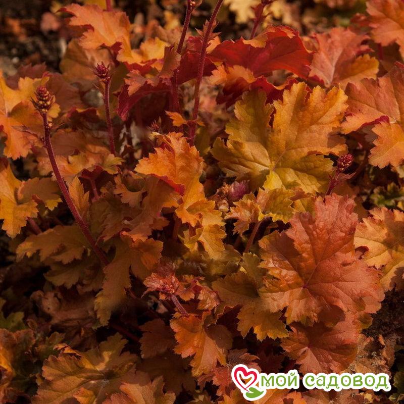 Гейхера Эмбер Вейвз