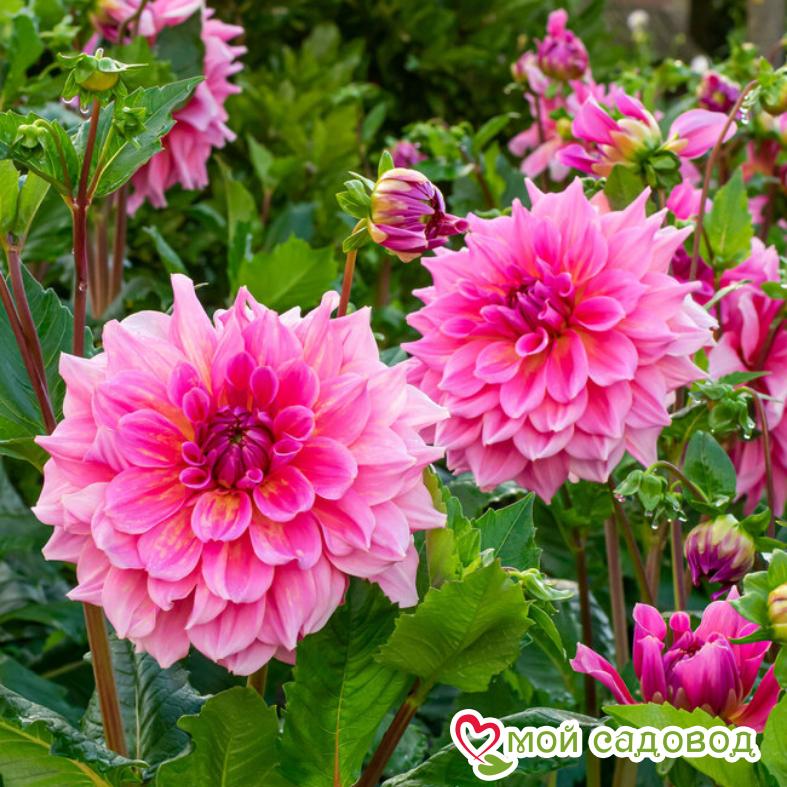 Георгина ОТТО ТРИЛЬ