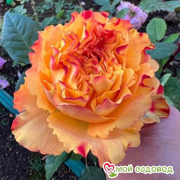 Роза Фри Спирит